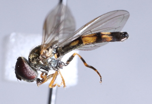  ( - CNC Diptera 224930)  @12 [ ] CreativeCommons - Attribution Non-Commercial Share-Alike (2014) Jeffrey H. Skevington Agriculture and Agri-Food Canada