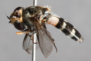  ( - CNC Diptera 224948)  @13 [ ] CreativeCommons - Attribution Non-Commercial Share-Alike (2014) Jeffrey H. Skevington Agriculture and Agri-Food Canada