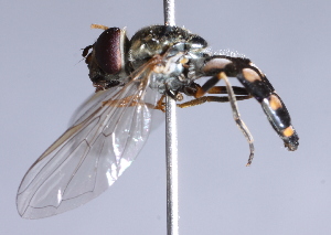  ( - CNC Diptera 224971)  @13 [ ] CreativeCommons - Attribution Non-Commercial Share-Alike (2014) Jeffrey H. Skevington Agriculture and Agri-Food Canada