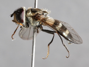  (Leucozona laternaria - CNC Diptera 225015)  @14 [ ] CreativeCommons - Attribution Non-Commercial Share-Alike (2014) Jeffrey H. Skevington Agriculture and Agri-Food Canada