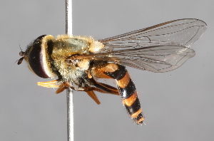  ( - CNC Diptera 225116)  @13 [ ] CreativeCommons - Attribution Non-Commercial Share-Alike (2014) Jeffrey H. Skevington Agriculture and Agri-Food Canada