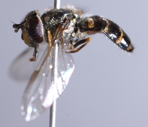  ( - CNC Diptera 225118)  @13 [ ] CreativeCommons - Attribution Non-Commercial Share-Alike (2014) Jeffrey H. Skevington Agriculture and Agri-Food Canada