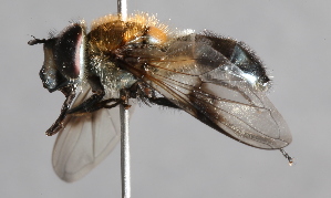  ( - CNC Diptera 226691)  @14 [ ] CreativeCommons - Attribution Non-Commercial Share-Alike (2014) Jeffrey H. Skevington Agriculture and Agri-Food Canada
