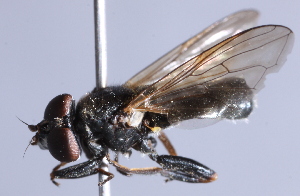  ( - CNC Diptera 226834)  @14 [ ] CreativeCommons - Attribution Non-Commercial Share-Alike (2014) Jeffrey H. Skevington Agriculture and Agri-Food Canada