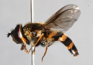  (Eriozona erratica - CNC Diptera 226899)  @15 [ ] CreativeCommons - Attribution Non-Commercial Share-Alike (2014) Jeffrey H. Skevington Agriculture and Agri-Food Canada