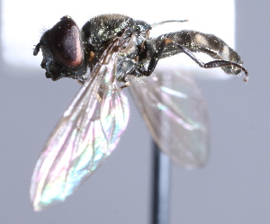  ( - CNC Diptera 226944)  @12 [ ] CreativeCommons - Attribution Non-Commercial Share-Alike (2014) Jeffrey H. Skevington Agriculture and Agri-Food Canada