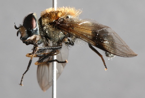  ( - CNC Diptera 226959)  @13 [ ] CreativeCommons - Attribution Non-Commercial Share-Alike (2014) Jeffrey H. Skevington Agriculture and Agri-Food Canada