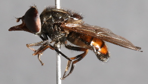  ( - CNC Diptera 226960)  @13 [ ] CreativeCommons - Attribution Non-Commercial Share-Alike (2014) Jeffrey H. Skevington Agriculture and Agri-Food Canada