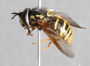  ( - CNC Diptera 226961)  @13 [ ] CreativeCommons - Attribution Non-Commercial Share-Alike (2014) Jeffrey H. Skevington Agriculture and Agri-Food Canada