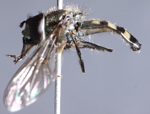  ( - CNC Diptera 227007)  @13 [ ] CreativeCommons - Attribution Non-Commercial Share-Alike (2014) Jeffrey H. Skevington Agriculture and Agri-Food Canada