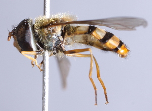  ( - CNC Diptera 227027)  @13 [ ] CreativeCommons - Attribution Non-Commercial Share-Alike (2014) Jeffrey H. Skevington Agriculture and Agri-Food Canada