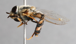  (Scaeva albomaculata - CNC Diptera 227070)  @14 [ ] CreativeCommons - Attribution Non-Commercial Share-Alike (2014) Jeffrey H. Skevington Agriculture and Agri-Food Canada