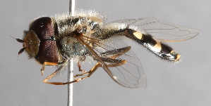  ( - CNC Diptera 227077)  @11 [ ] CreativeCommons - Attribution Non-Commercial Share-Alike (2014) Jeffrey H. Skevington Agriculture and Agri-Food Canada