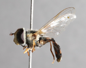  ( - CNC Diptera 227089)  @13 [ ] CreativeCommons - Attribution Non-Commercial Share-Alike (2014) Jeffrey H. Skevington Agriculture and Agri-Food Canada