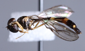  (Baccha sachalinica - CNC Diptera 229401)  @13 [ ] CreativeCommons - Attribution Non-Commercial Share-Alike (2014) Jeffrey H. Skevington Agriculture and Agri-Food Canada