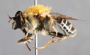  (Criorhina ussuriana - CNC Diptera 229432)  @14 [ ] CreativeCommons - Attribution Non-Commercial Share-Alike (2014) Jeffrey H. Skevington Agriculture and Agri-Food Canada