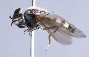  ( - CNC Diptera 229449)  @13 [ ] CreativeCommons - Attribution Non-Commercial Share-Alike (2014) Jeffrey H. Skevington Agriculture and Agri-Food Canada
