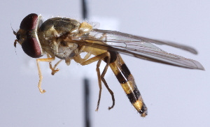  ( - CNC Diptera 229456)  @13 [ ] CreativeCommons - Attribution Non-Commercial Share-Alike (2014) Jeffrey H. Skevington Agriculture and Agri-Food Canada