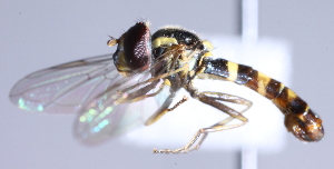 ( - CNC Diptera 229460)  @12 [ ] CreativeCommons - Attribution Non-Commercial Share-Alike (2014) Jeffrey H. Skevington Agriculture and Agri-Food Canada