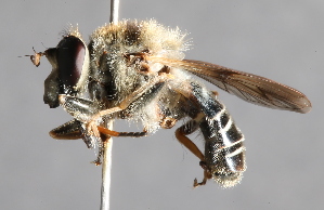  ( - CNC Diptera 229471)  @14 [ ] CreativeCommons - Attribution Non-Commercial Share-Alike (2014) Jeffrey H. Skevington Agriculture and Agri-Food Canada