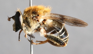  (Criorhina brevipila - CNC Diptera 229479)  @14 [ ] CreativeCommons - Attribution Non-Commercial Share-Alike (2014) Jeffrey H. Skevington Agriculture and Agri-Food Canada