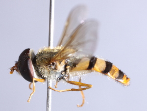  ( - CNC Diptera 229517)  @12 [ ] CreativeCommons - Attribution Non-Commercial Share-Alike (2014) Jeffrey H. Skevington Agriculture and Agri-Food Canada