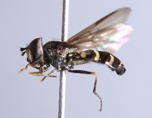  ( - CNC Diptera 229519)  @13 [ ] CreativeCommons - Attribution Non-Commercial Share-Alike (2014) Jeffrey H. Skevington Agriculture and Agri-Food Canada