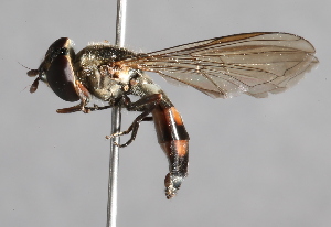  ( - CNC Diptera 229525)  @13 [ ] CreativeCommons - Attribution Non-Commercial Share-Alike (2014) Jeffrey H. Skevington Agriculture and Agri-Food Canada