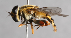  ( - CNC Diptera 229627)  @14 [ ] CreativeCommons - Attribution Non-Commercial Share-Alike (2014) Jeffrey H. Skevington Agriculture and Agri-Food Canada