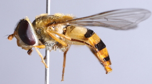  (Epistrophe flava - CNC Diptera 229714)  @15 [ ] CreativeCommons - Attribution Non-Commercial Share-Alike (2014) Jeffrey H. Skevington Agriculture and Agri-Food Canada