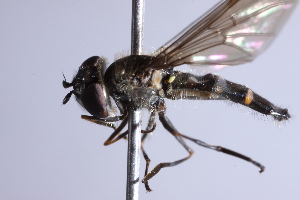  ( - CNC Diptera 229795)  @13 [ ] CreativeCommons - Attribution Non-Commercial Share-Alike (2014) Jeffrey H. Skevington Agriculture and Agri-Food Canada