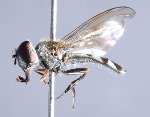  (Platycheirus dexter - CNC Diptera 229797)  @14 [ ] CreativeCommons - Attribution Non-Commercial Share-Alike (2014) Jeffrey H. Skevington Agriculture and Agri-Food Canada