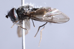  ( - CNC Diptera 229799)  @14 [ ] CreativeCommons - Attribution Non-Commercial Share-Alike (2014) Jeffrey H. Skevington Agriculture and Agri-Food Canada