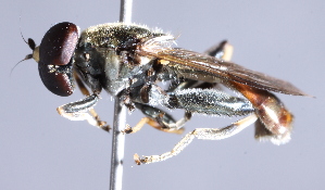 ( - CNC Diptera 229881)  @13 [ ] CreativeCommons - Attribution Non-Commercial Share-Alike (2014) Jeffrey H. Skevington Agriculture and Agri-Food Canada
