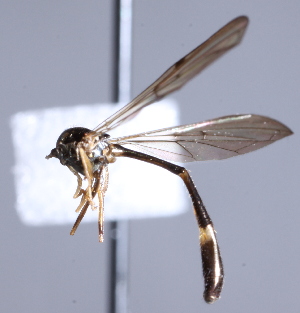  ( - CNC Diptera 229892)  @12 [ ] CreativeCommons - Attribution Non-Commercial Share-Alike (2014) Jeffrey H. Skevington Agriculture and Agri-Food Canada