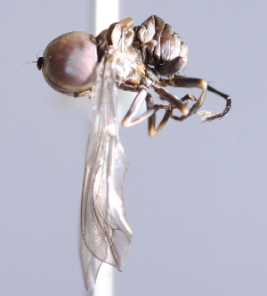  (Elmohardyia sp. ZUR3 - INB 0004357371)  @11 [ ] CreativeCommons - Attribution Non-Commercial Share-Alike (2014) Jeffrey H. Skevington Agriculture and Agri-Food Canada