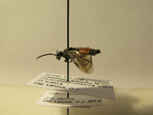  ( - bf-sym-00106)  @12 [ ] CreativeCommons - Attribution Share-Alike (2017) Lønnve, O.J BioFokus