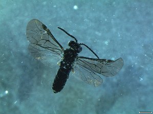  ( - bf-sym-00337)  @12 [ ] CreativeCommons - Attribution Share-Alike (2017) L&oslash;nnve, O.J BioFokus