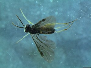  ( - bf-sym-00338)  @12 [ ] CreativeCommons - Attribution Share-Alike (2017) Lønnve, O.J BioFokus