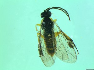  ( - bf-sym-00350)  @12 [ ] CreativeCommons - Attribution Share-Alike (2017) Lønnve, O.J BioFokus