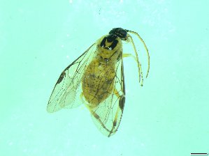  ( - bf-sym-00354)  @12 [ ] CreativeCommons - Attribution Share-Alike (2017) Lønnve, O.J BioFokus