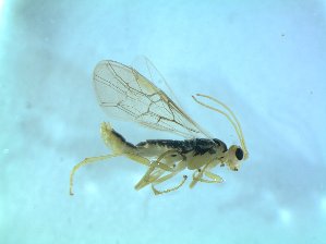  ( - bf-sym-00510)  @12 [ ] CreativeCommons - Attribution Share-Alike (2018) Lønnve, O.J BioFokus