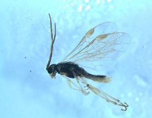  ( - bf-sym-00608)  @11 [ ] CreativeCommons - Attribution Share-Alike (2018) Lønnve, O.J BioFokus