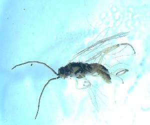  ( - bf-sym-00609)  @11 [ ] CreativeCommons - Attribution Share-Alike (2018) Lønnve, O.J BioFokus