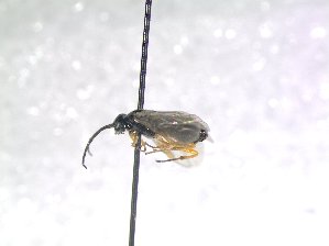  ( - bf-sym-00692)  @11 [ ] CreativeCommons - Attribution Share-Alike (2018) Lønnve, O.J BioFokus