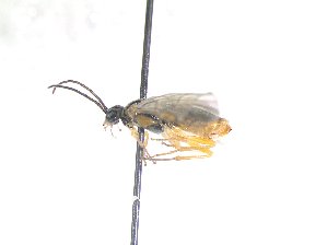  ( - bf-sym-00734)  @12 [ ] CreativeCommons - Attribution Share-Alike (2018) Lønnve, O.J BioFokus