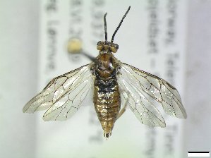  ( - bf-sym-00823)  @11 [ ] CreativeCommons - Attribution Share-Alike (2019) Lønnve, O.J BioFokus