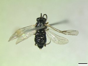  ( - bf-sym-00925)  @11 [ ] CreativeCommons - Attribution Share-Alike (2019) Lønnve, O.J BioFokus