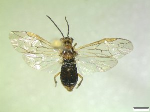  ( - bf-sym-00940)  @11 [ ] CreativeCommons - Attribution Share-Alike (2019) Lønnve, O.J BioFokus