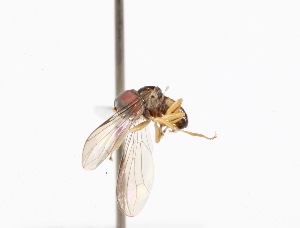  (Microcephalops sp. ZUR1 - INB4399819)  @13 [ ] No Rights Reserved (2015) Unspecified CNC